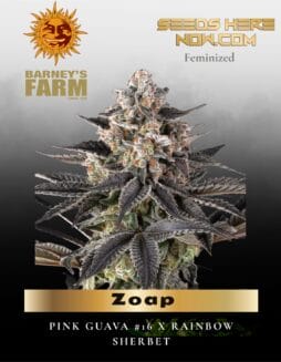 Zoap feminized seeds (space) Barney's Farm