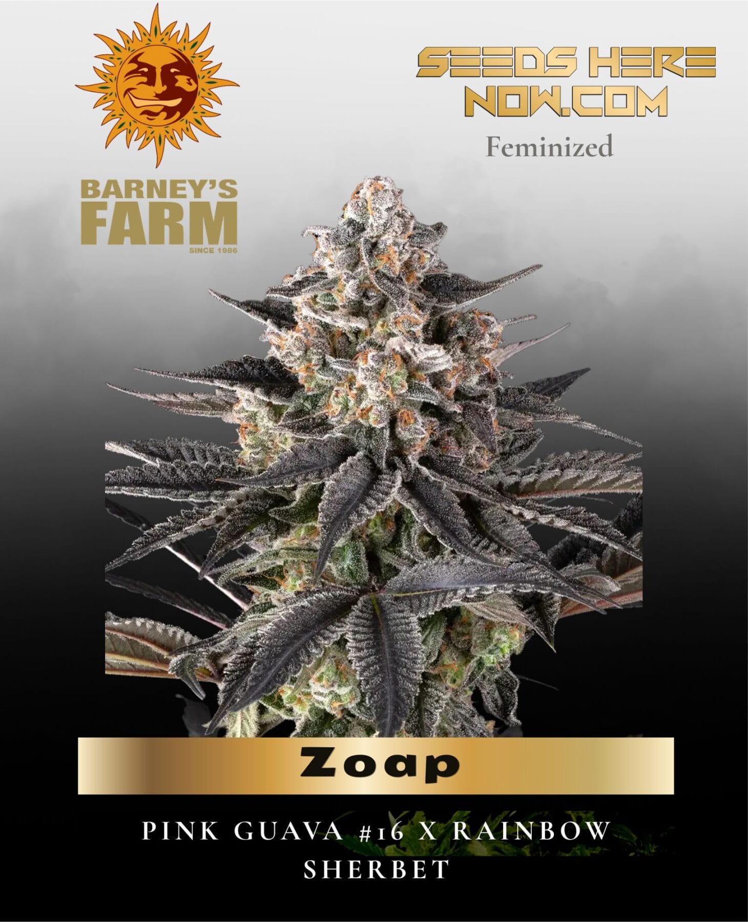 Zoap feminized seeds - Barney's Farm