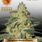 Afghan Hash Plant (Regular) - Barney's Farm