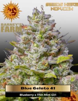 Blue Gelato 41 (Feminized) (space) Barney's Farm