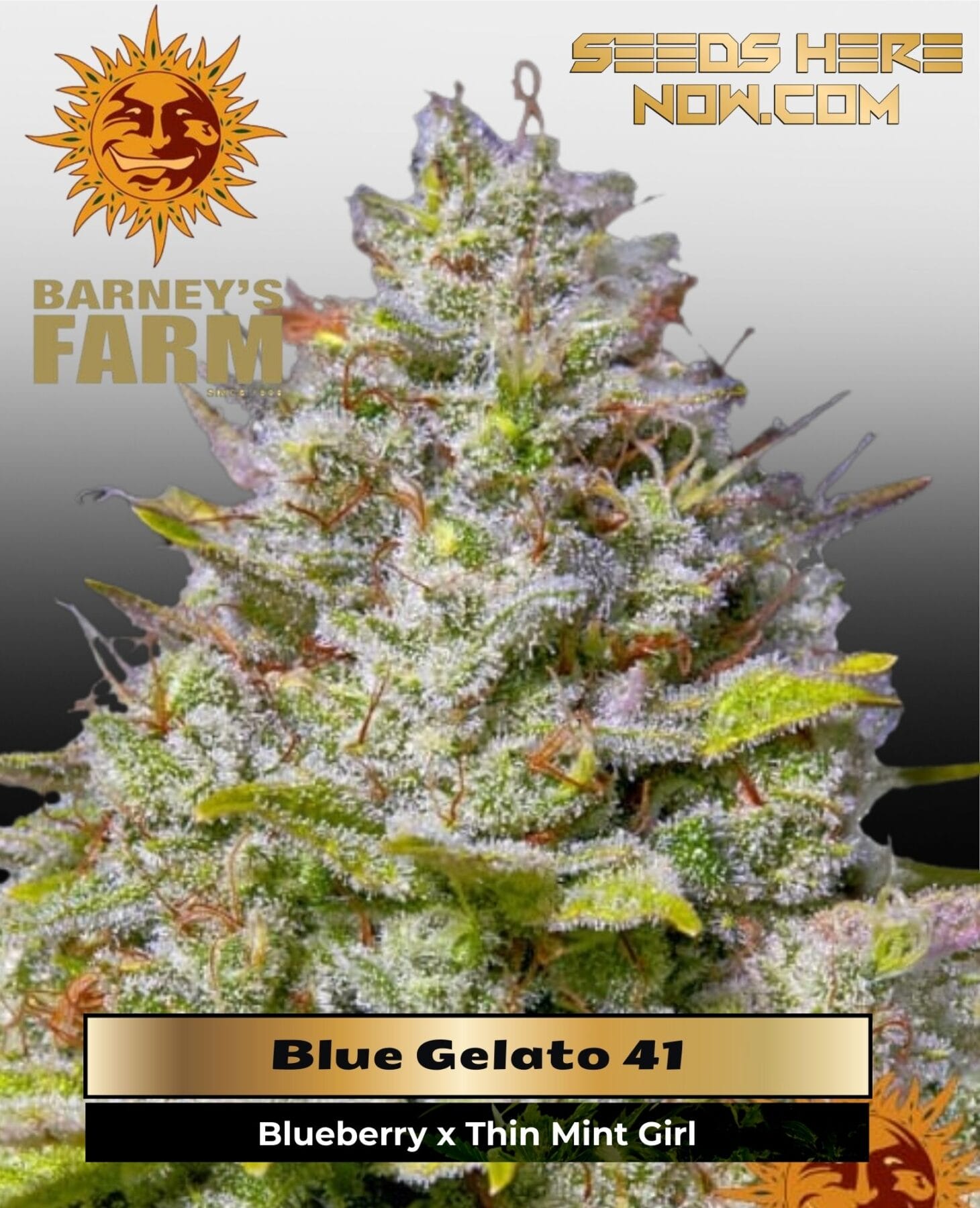 Blue Gelato 41 (Feminized) - Barney's Farm
