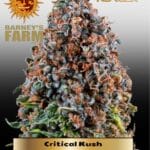 Critical Kush (Feminized) - Barney's Farm
