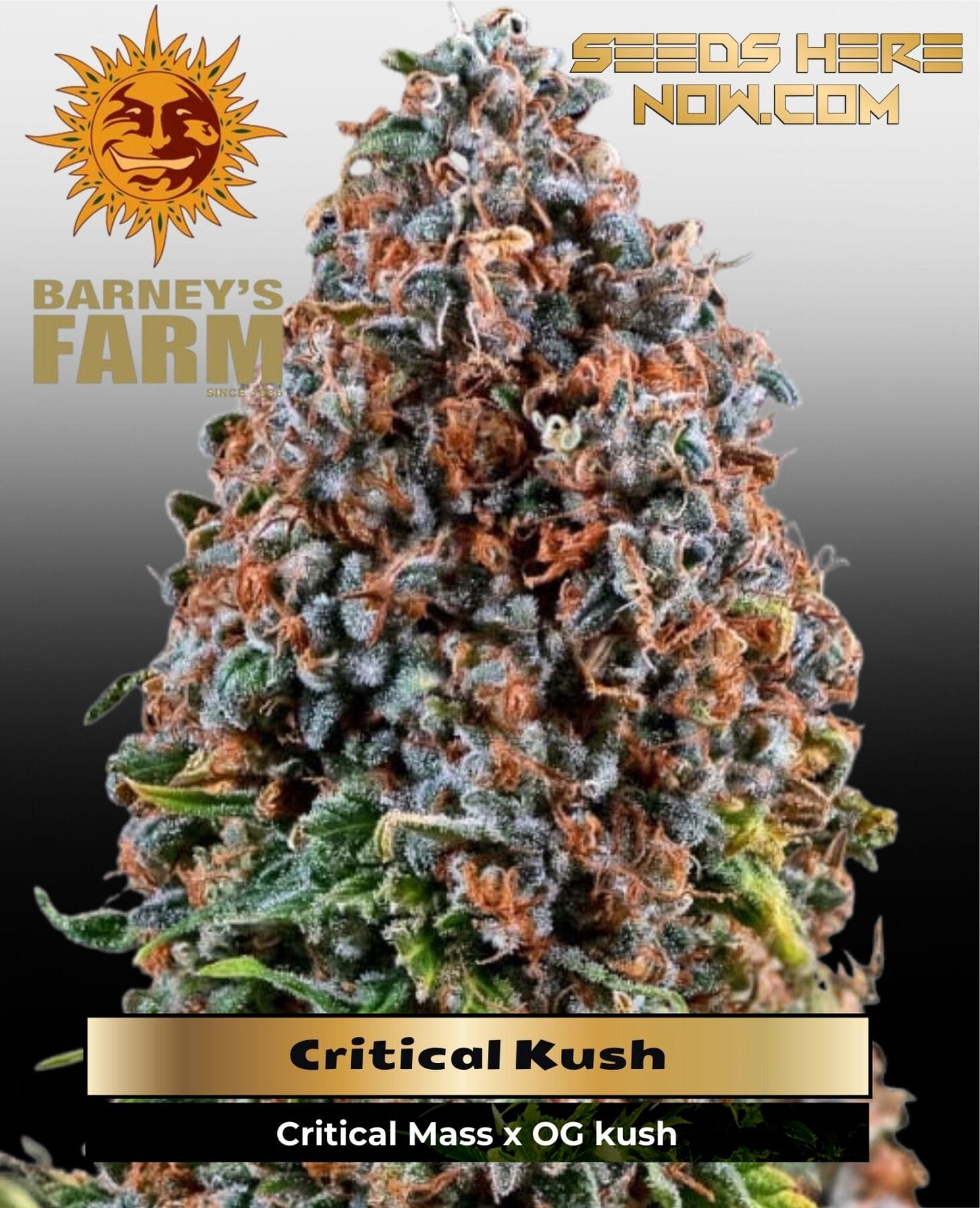 Critical Kush (Feminized) - Barney's Farm