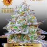 Gorilla Zkittlez (Feminized) - Barney's Farm