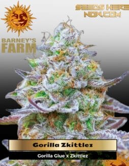 Gorilla Zkittlez (Feminized) (space) Barney's Farm
