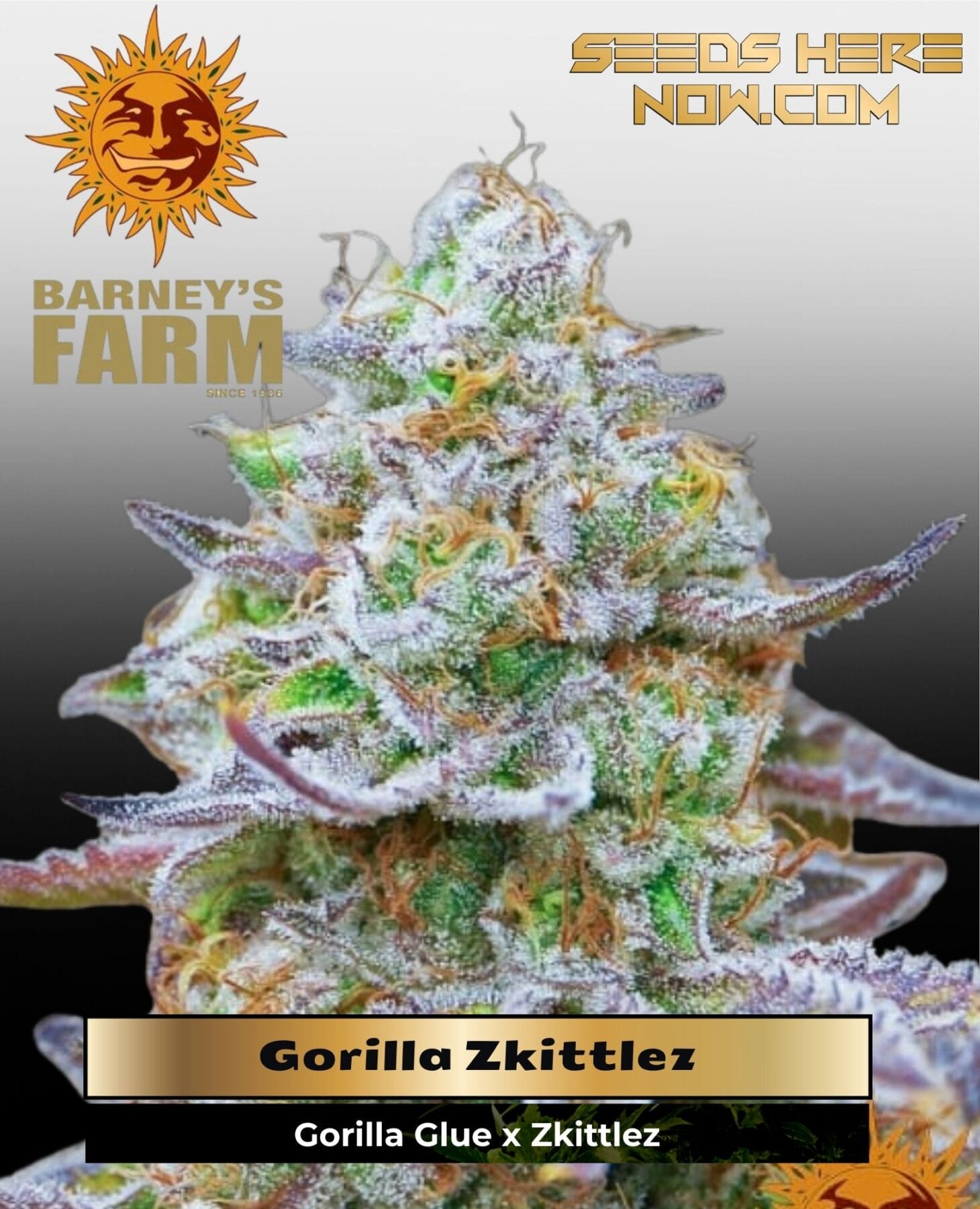Gorilla Zkittlez (Feminized) - Barney's Farm