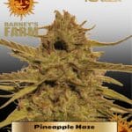 Pineapple Haze (Regular) - Barney's Farm