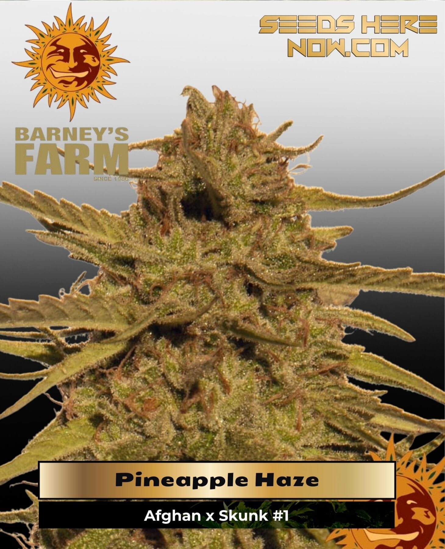 Pineapple Haze (Regular) - Barney's Farm