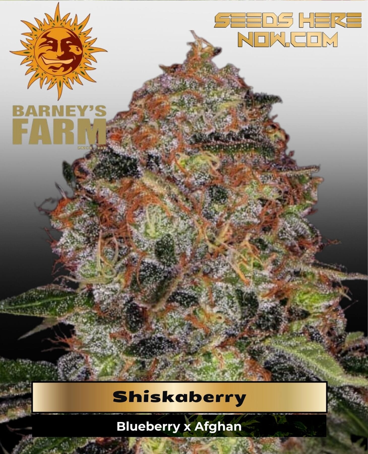 Shiskaberry (Feminized) - Barney's Farm