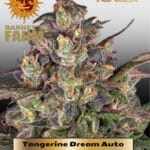 Tangerine Dream Auto (Feminized) - Barney's Farm