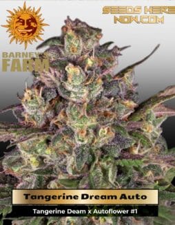 Tangerine Dream Auto (Feminized) (space) Barney's Farm