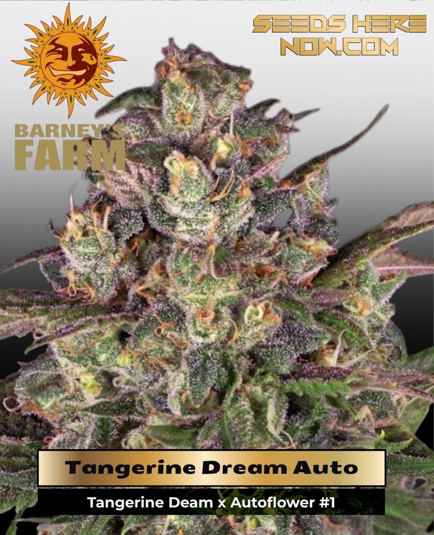 Tangerine Dream Auto (Feminized) - Barney's Farm