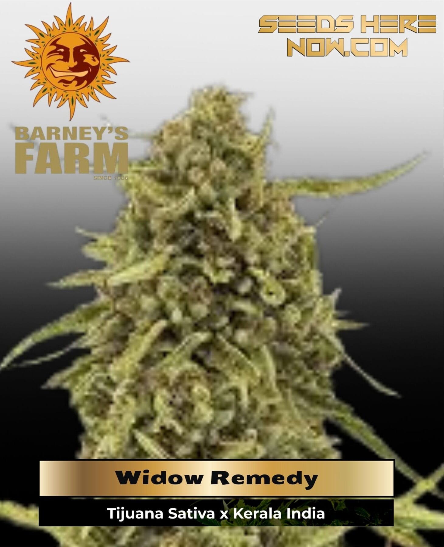 Widow Remedy (Regular) - Barney's Farm