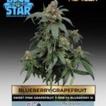 Blueberry Grapefruit (Feminized) – Blue Star Seed Co