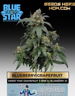 Blueberry Grapefruit feminized cannabis seeds from Blue Star Seed Co available at Seeds Here Now