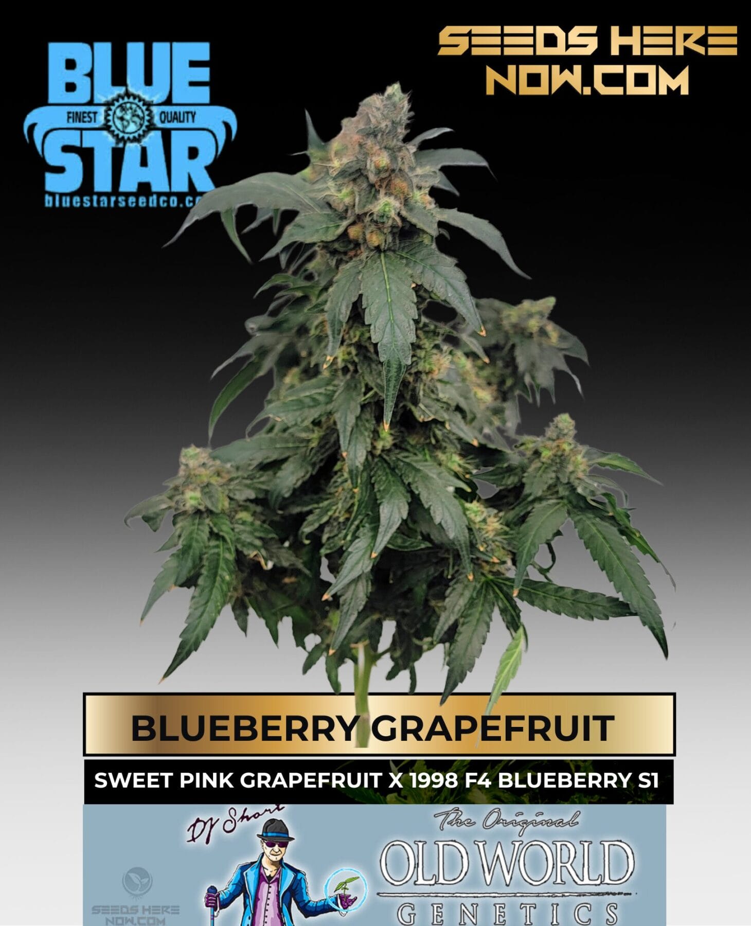 Blueberry Grapefruit feminized cannabis seeds from Blue Star Seed Co available at Seeds Here Now