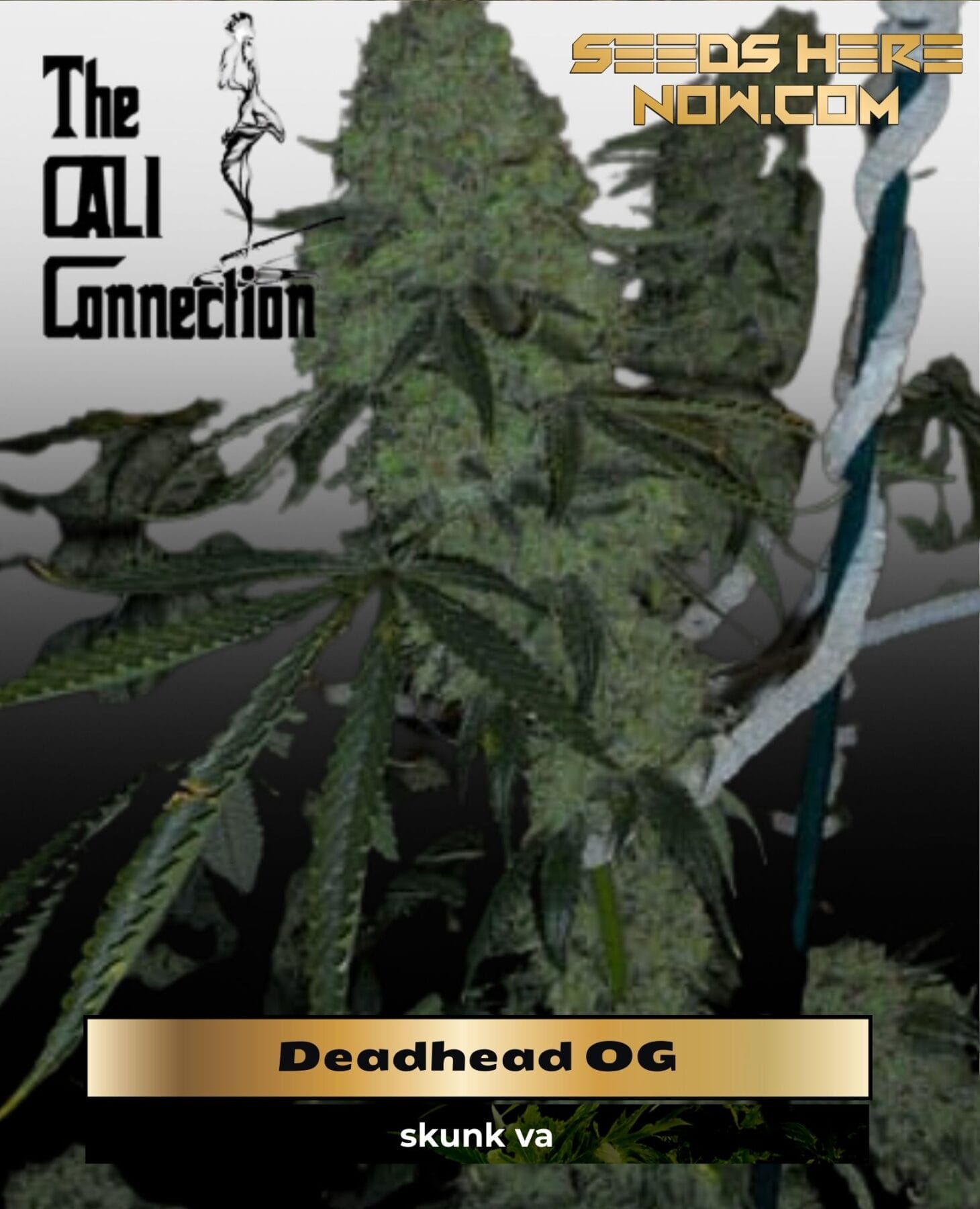 Deadhead OG (Feminized) - Cali Connection