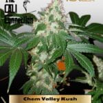 Chem Valley Kush (Feminized) - Cali Connection