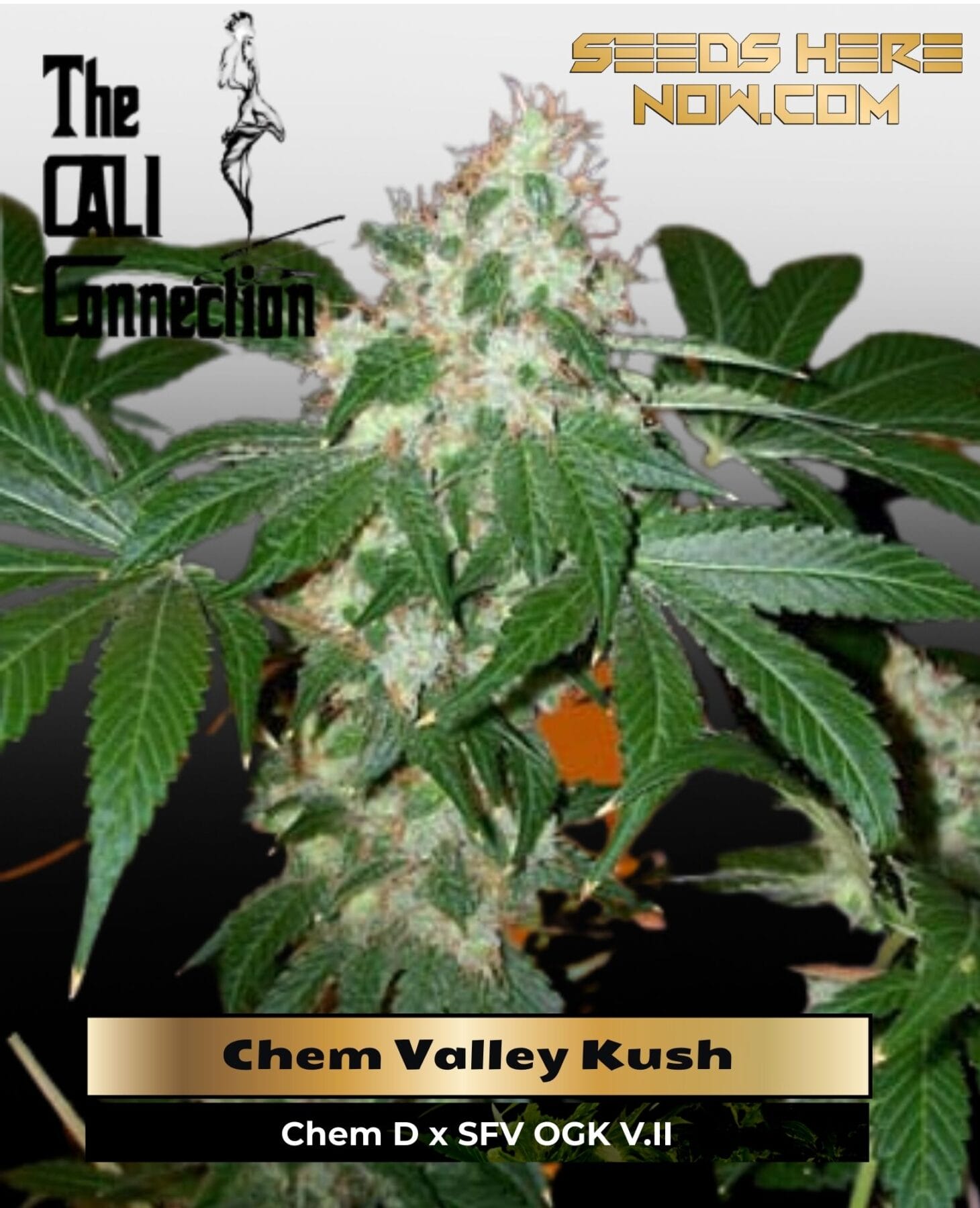 Chem Valley Kush (Feminized) - Cali Connection