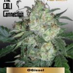 OGiesel (Feminized) - Cali Connection