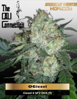 OGiesel (Feminized) (space) Cali Connection