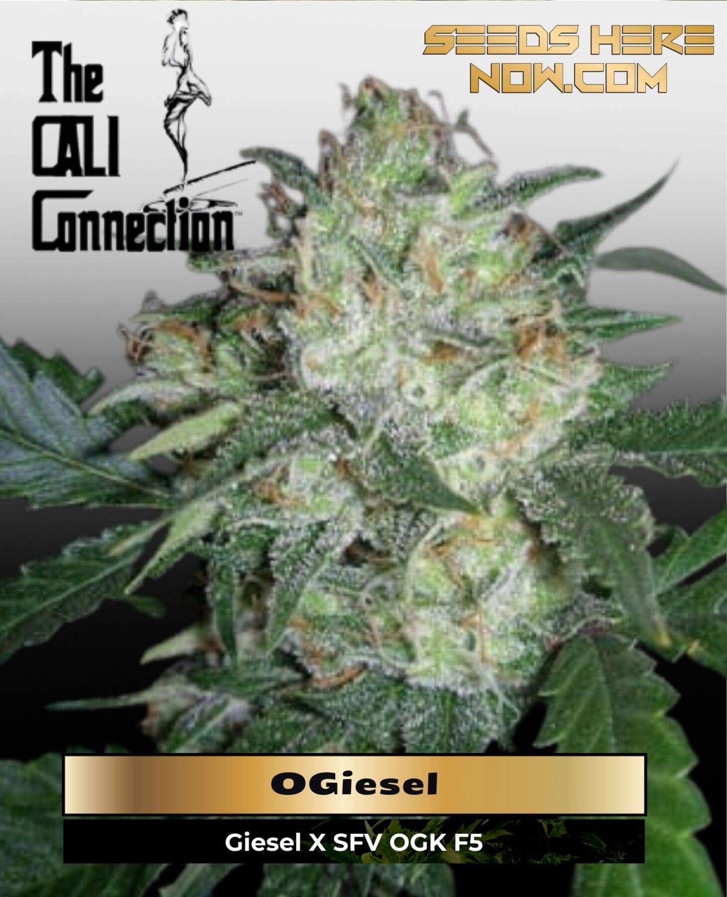 OGiesel (Feminized) - Cali Connection