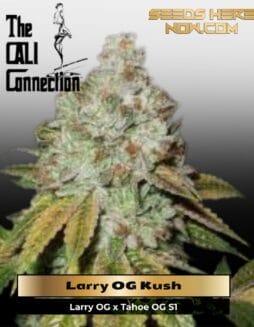 Larry OG Kush (Feminized) (space) Cali Connection