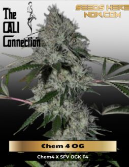 Chem 4 OG (Feminized) (space) Cali Connection