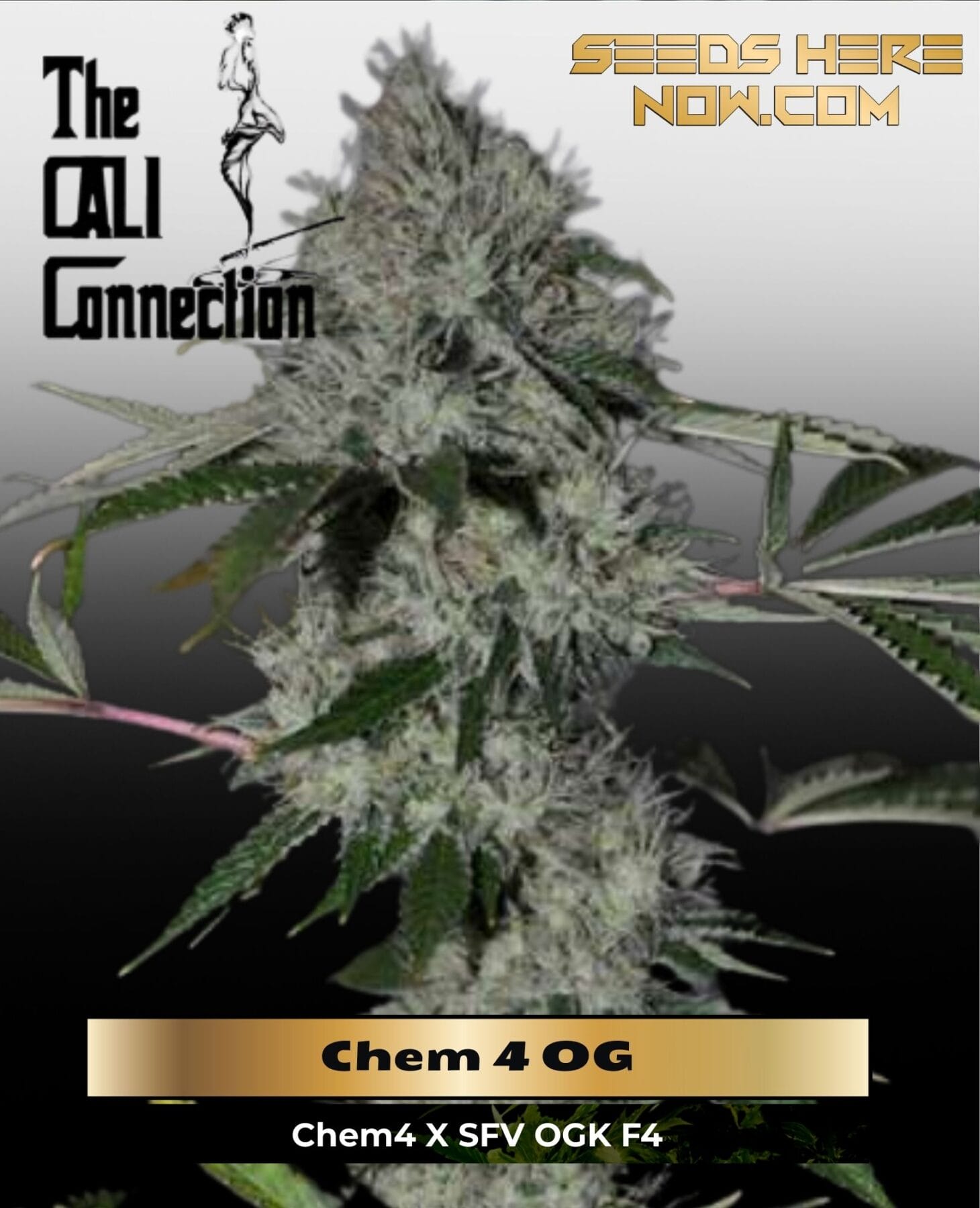 Chem 4 OG (Feminized) - Cali Connection