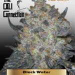 Black Water (Feminized) - Cali Connection