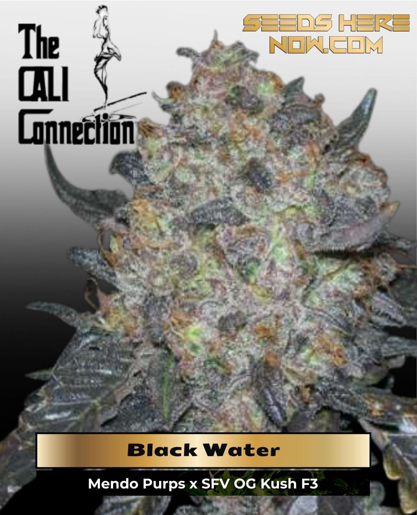 Black Water (Feminized) - Cali Connection