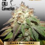 Pre98 Bubba BX2 (Feminized) - Cali Connection