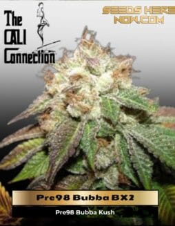 Pre98 Bubba BX2 (Feminized) (space) Cali Connection