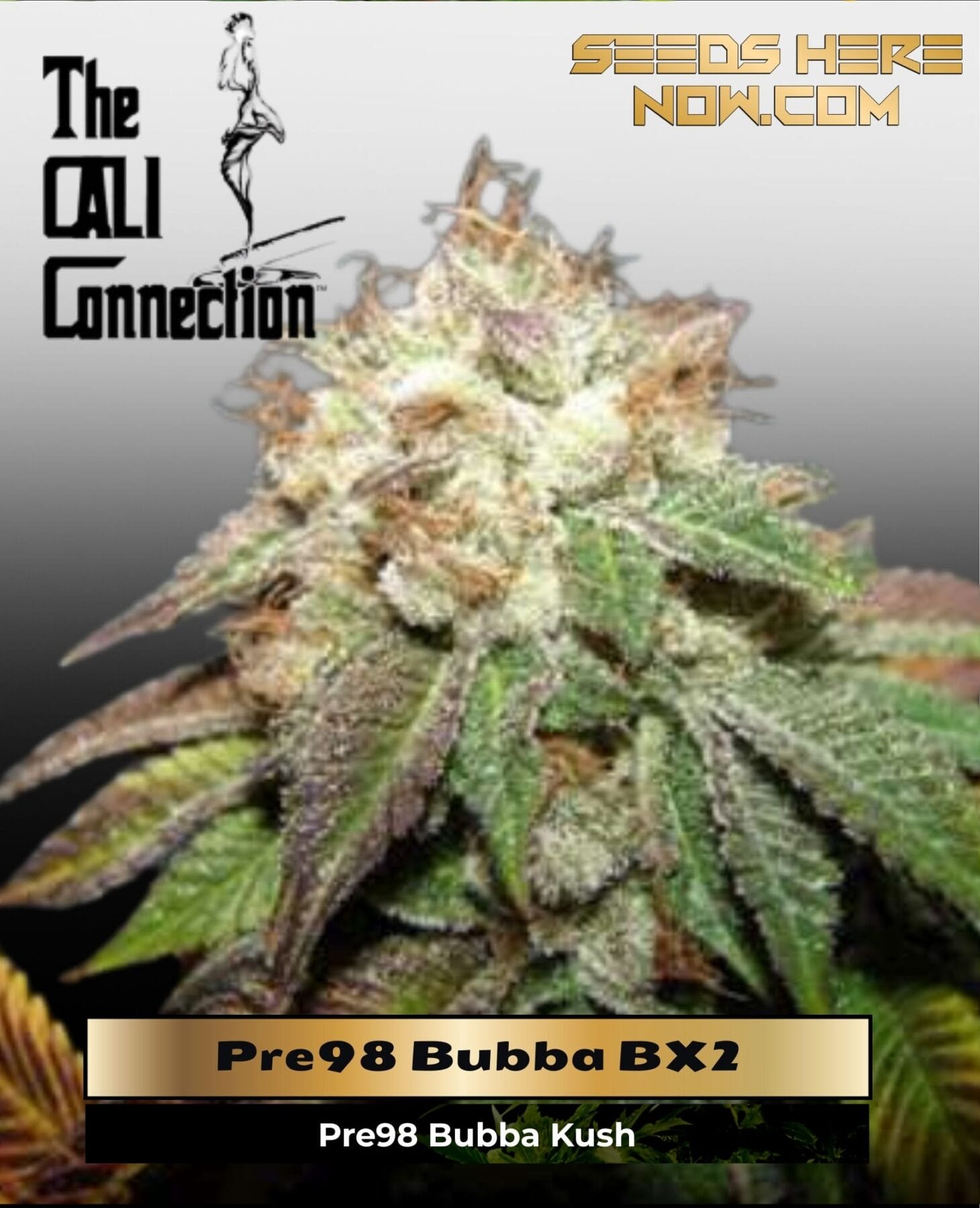 Pre98 Bubba BX2 (Feminized) - Cali Connection