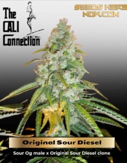 Original Sour Diesel (Feminized) (space) Cali Connection