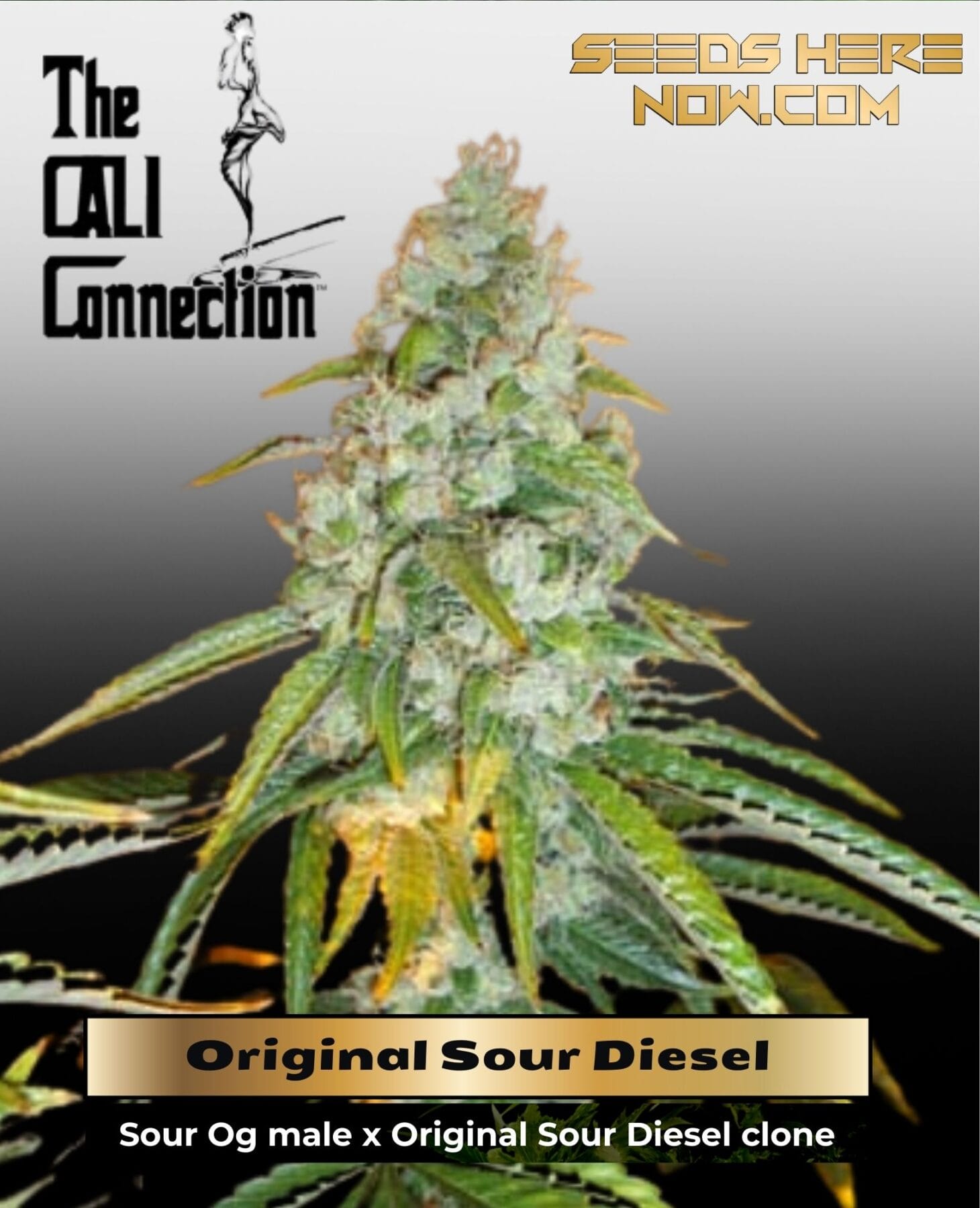 Original Sour Diesel (Feminized) - Cali Connection