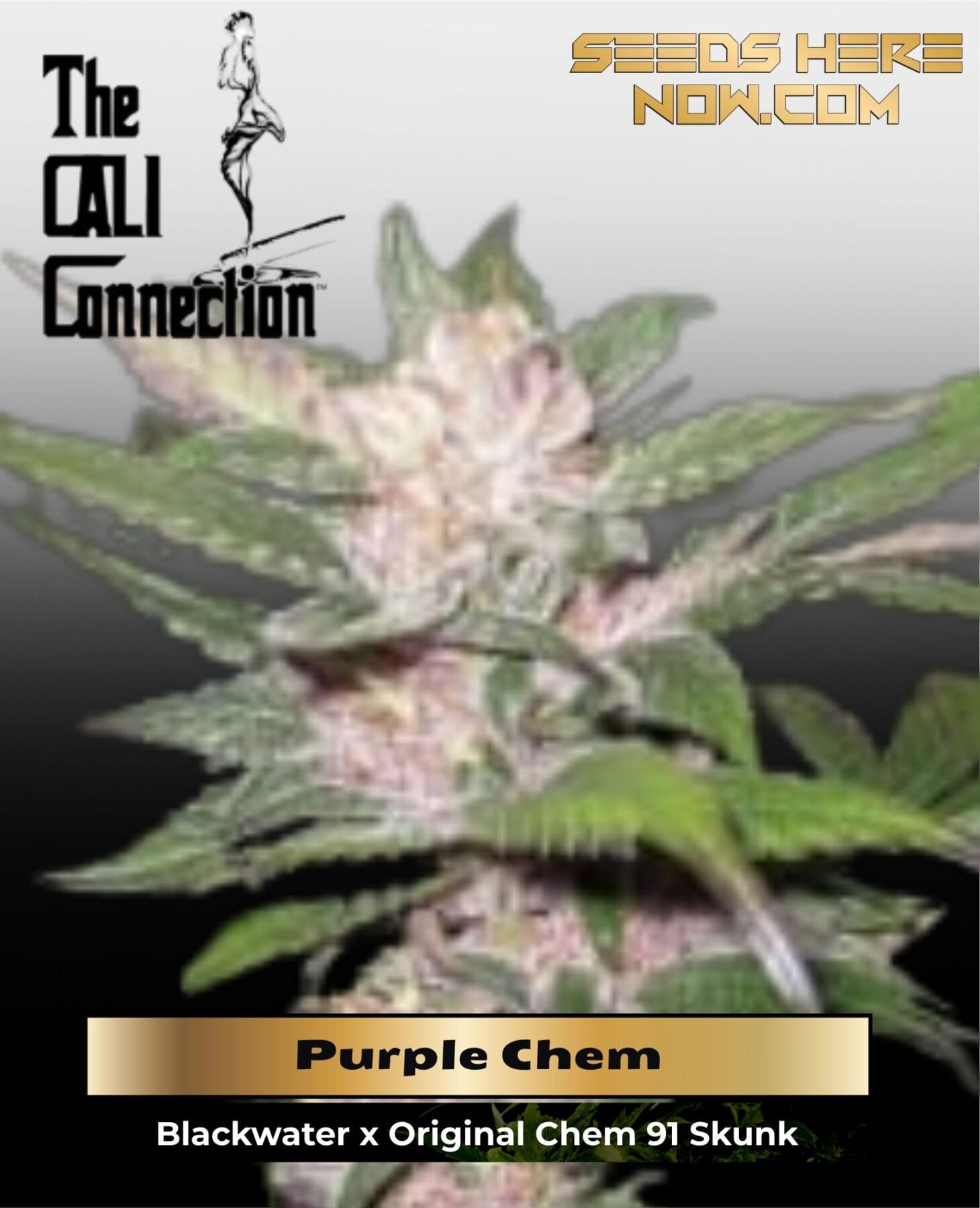Purple Chem (Feminized) - Cali Connection