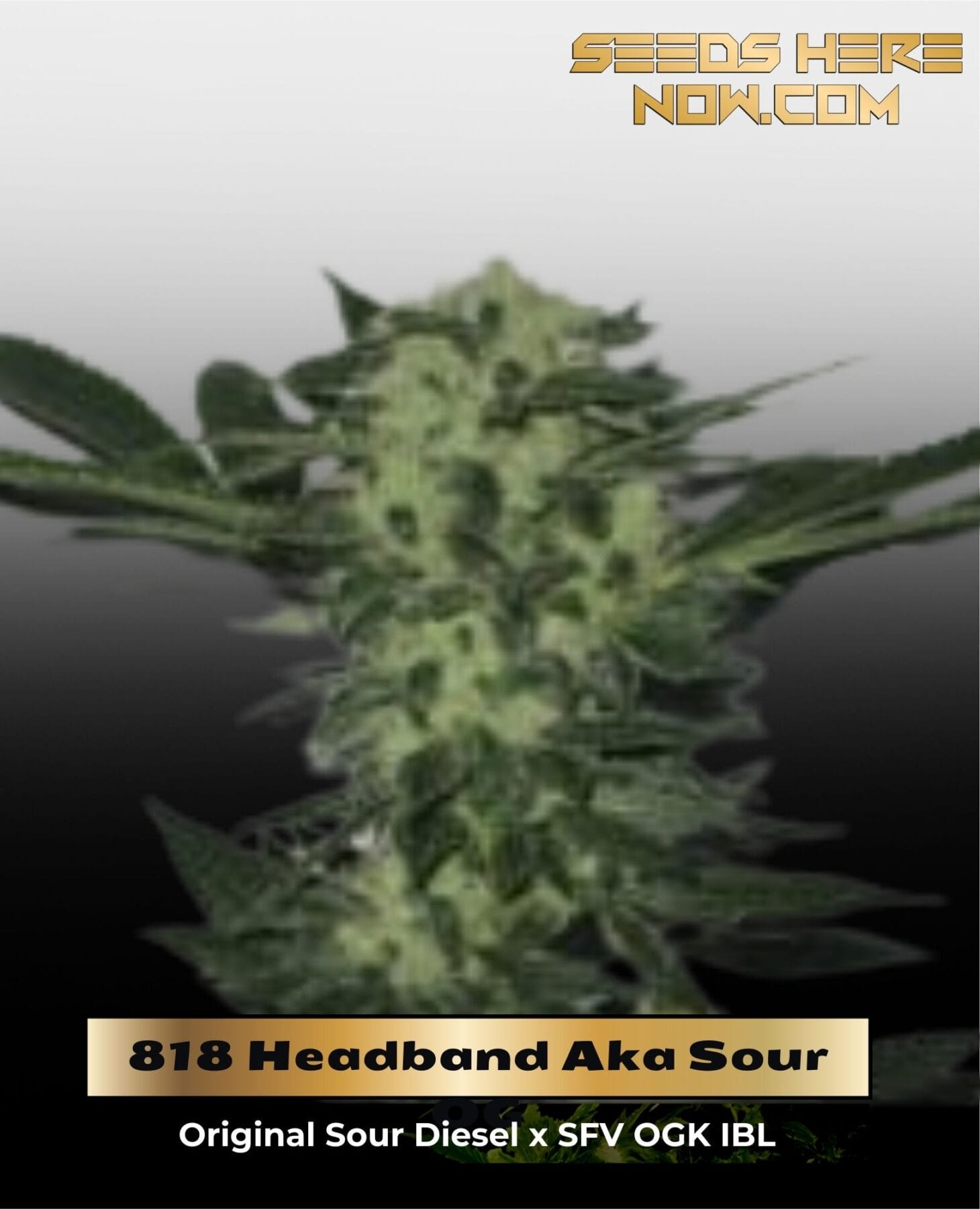818 Headband Aka Sour OG (Feminized) - Cali Connection