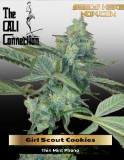 Girl Scout Cookies (Feminized) (space) Cali Connection