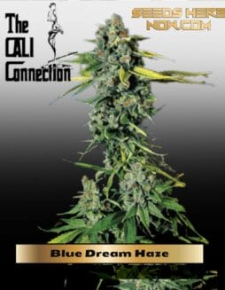 Blue Dream Haze (Feminized) (space) Cali Connection