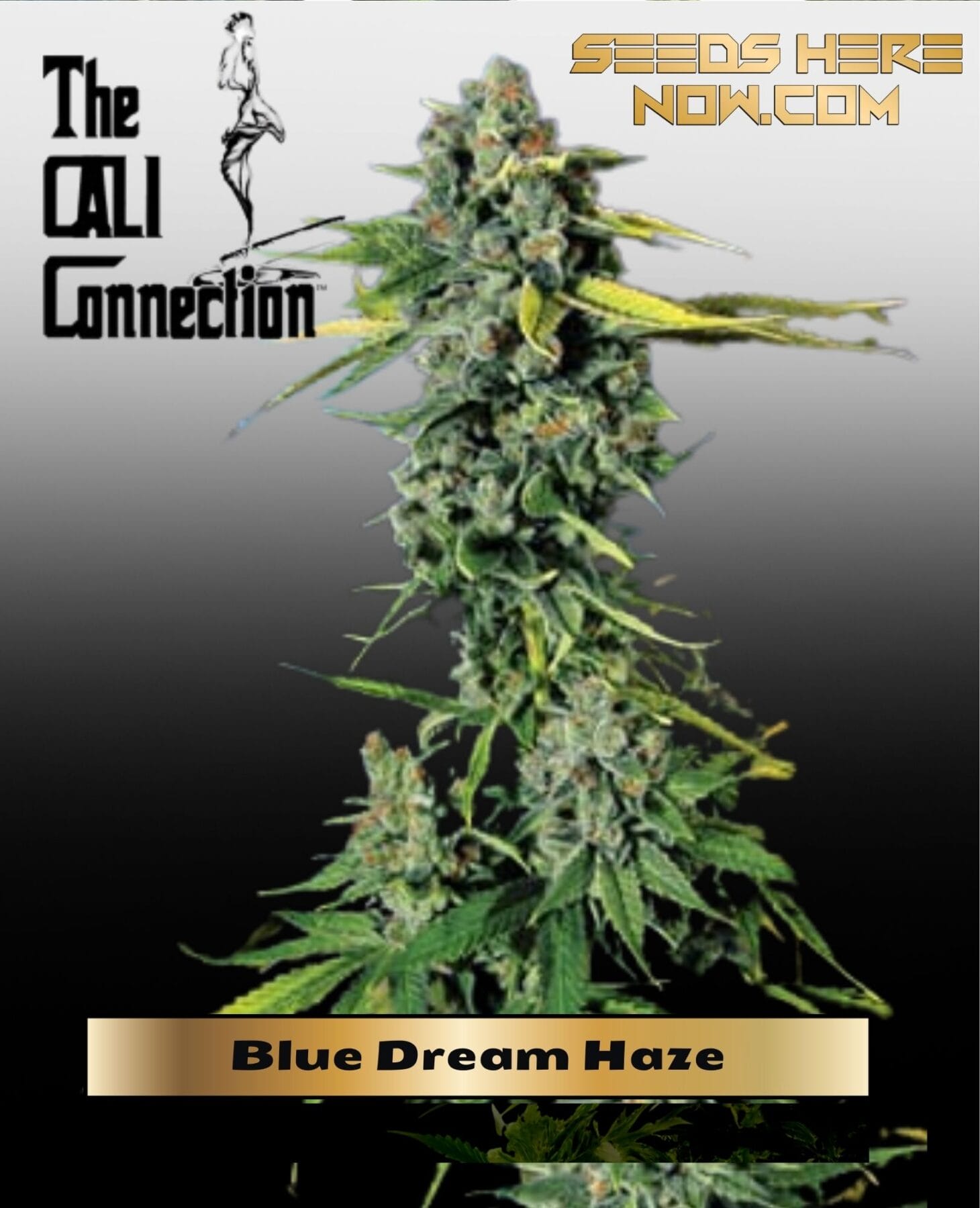 Blue Dream Haze (Feminized) - Cali Connection