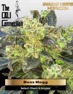 Boss Hogg (Feminized) (space) Cali Connection