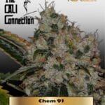 Chem 91 (Feminized) - Cali Connection