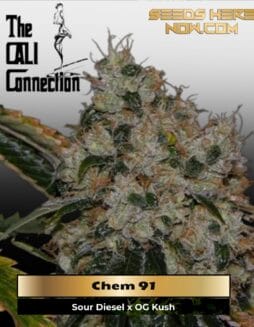 Chem 91 (Feminized) (space) Cali Connection