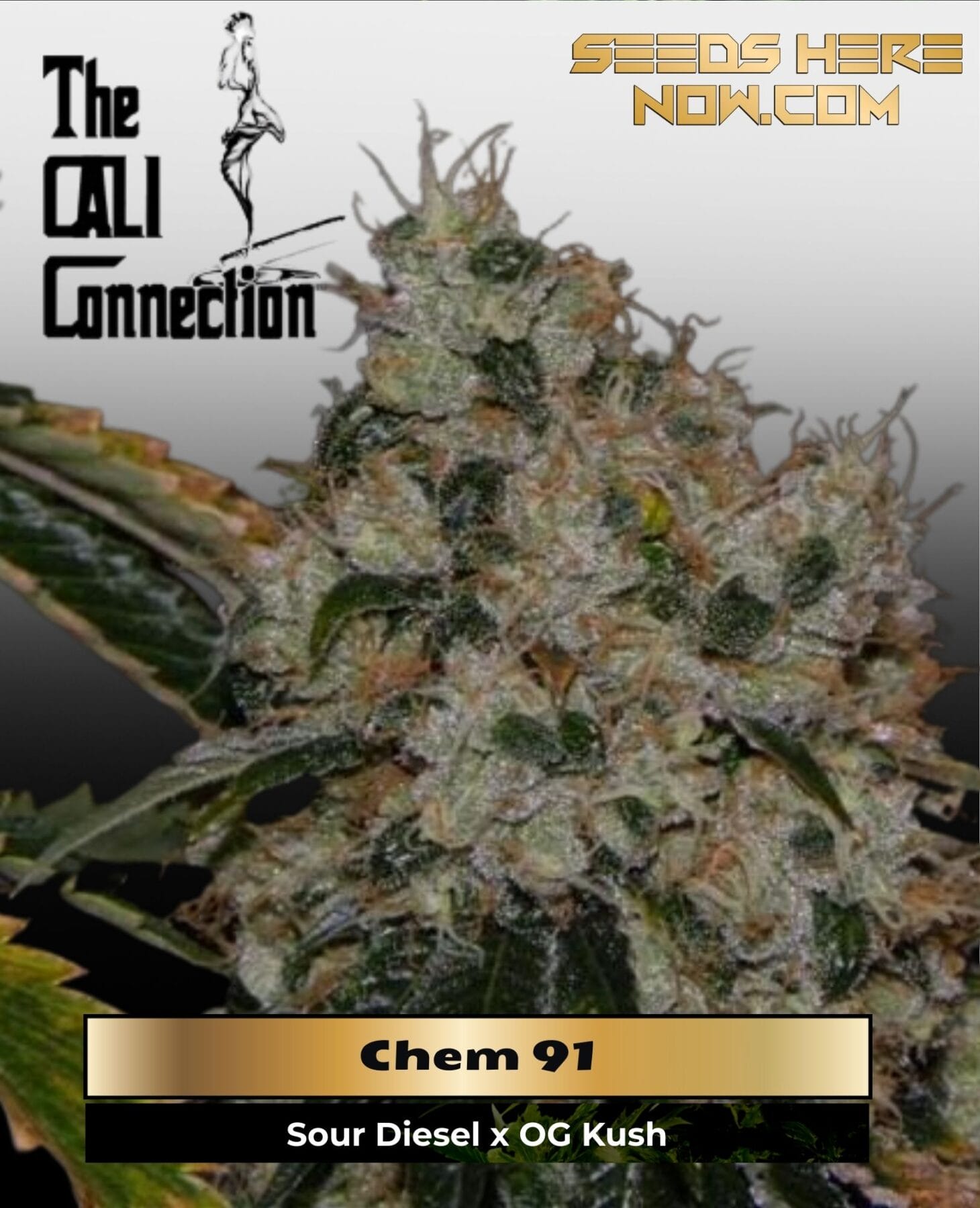 Chem 91 (Feminized) - Cali Connection
