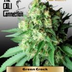Green Crack (Feminized) - Cali Connection