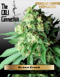 Green Crack (Feminized) (space) Cali Connection