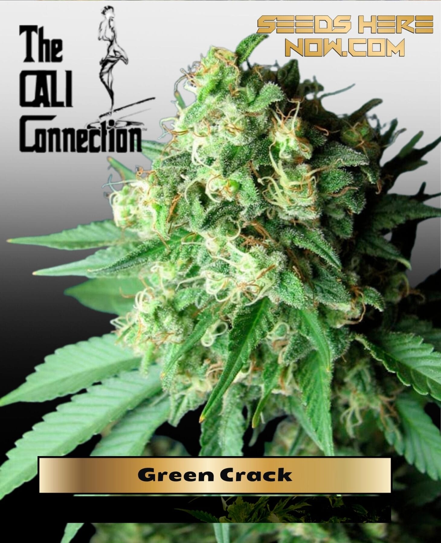 Green Crack (Feminized) - Cali Connection