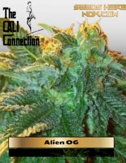 Alien OG (Feminized) (space) Cali Connection