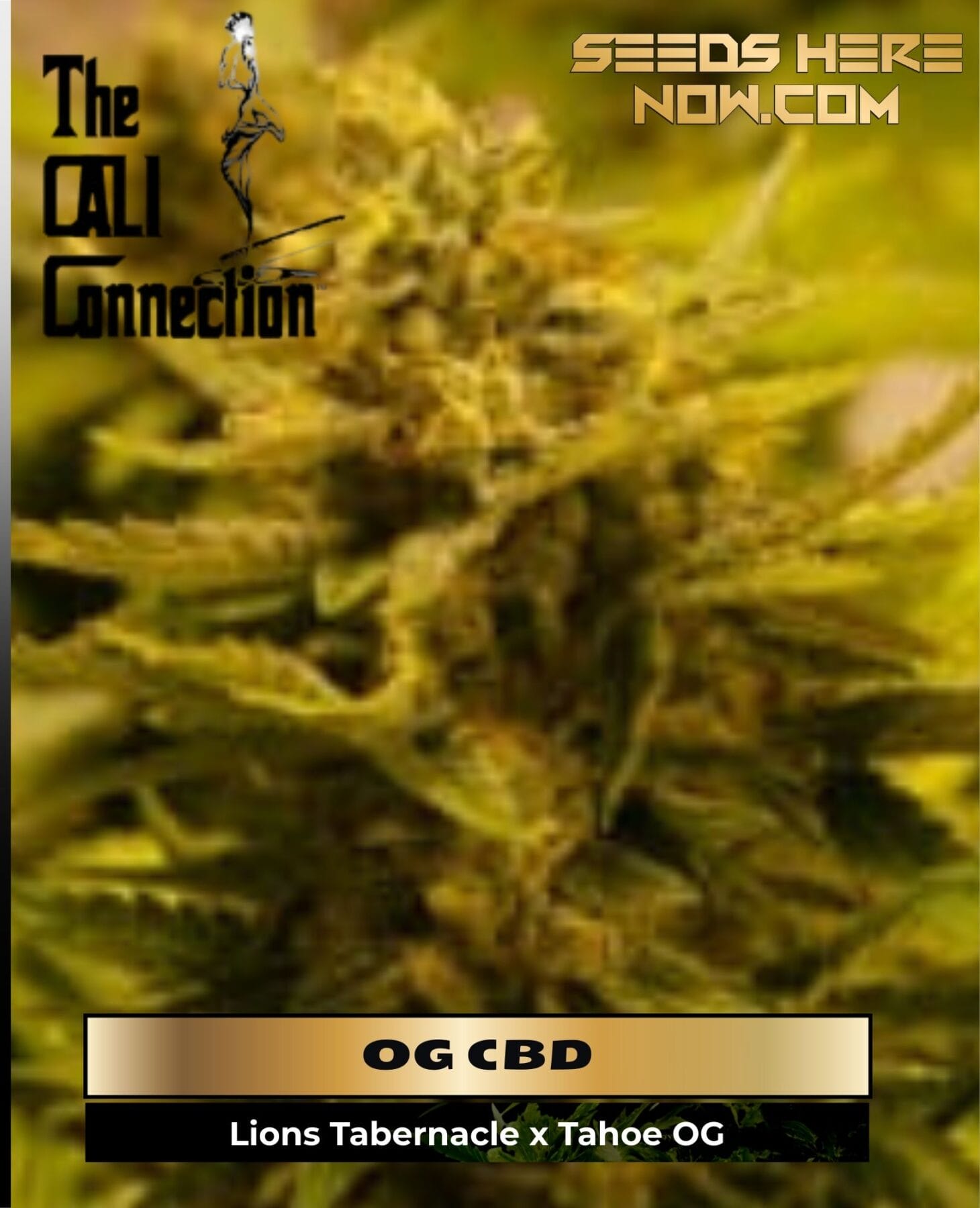 OG CBD (Feminized) - Cali Connection